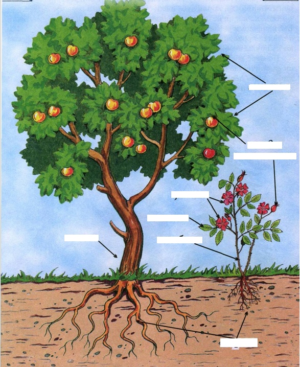 Конспект урока Части растений: корень, стебель (ствол), ветки, почки, листья, цветы.