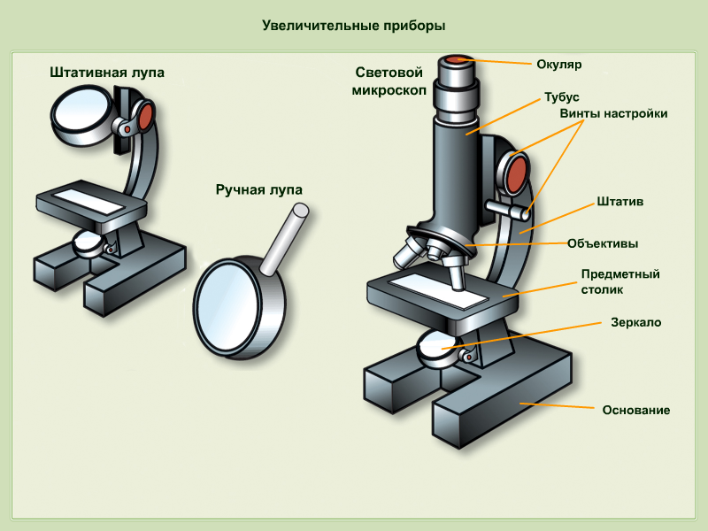 Как называются части цифрового микроскопа. Увеличительные приборы 5 класс биология микроскоп. Штативная лупа 5 класс увеличительные приборы-. Биология 5 кл. Увеличительные приборы. Строение увеличительных приборов микроскоп.