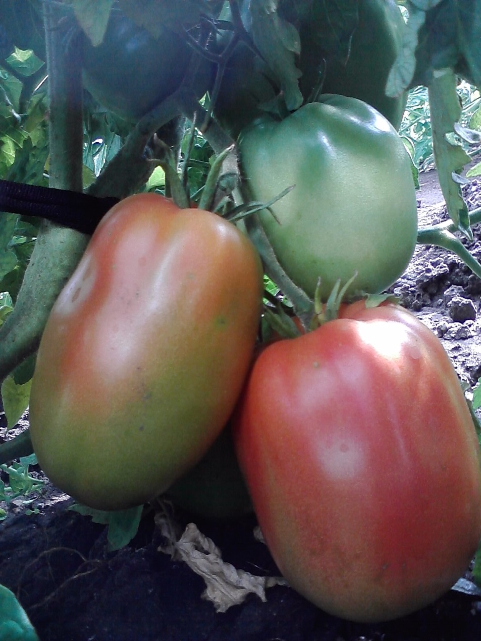 Практическое занятие. Тема: «Отбор плодов томатов и перца на семена».