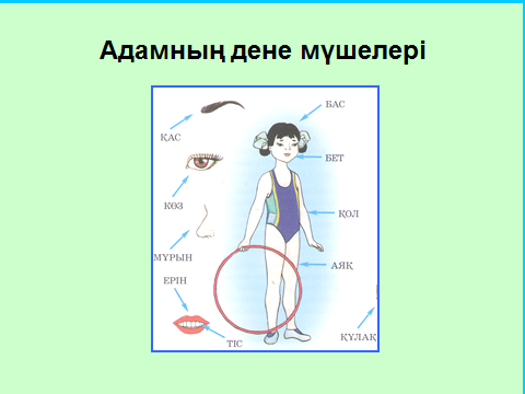 Презентация по казахскому языку Адамның дене мүшелері
