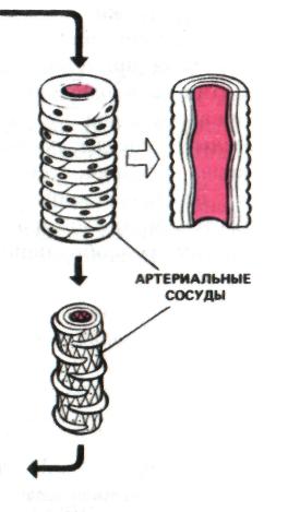 Разработка урока по биологии на тему: Строение и работа сердца (8 класс)