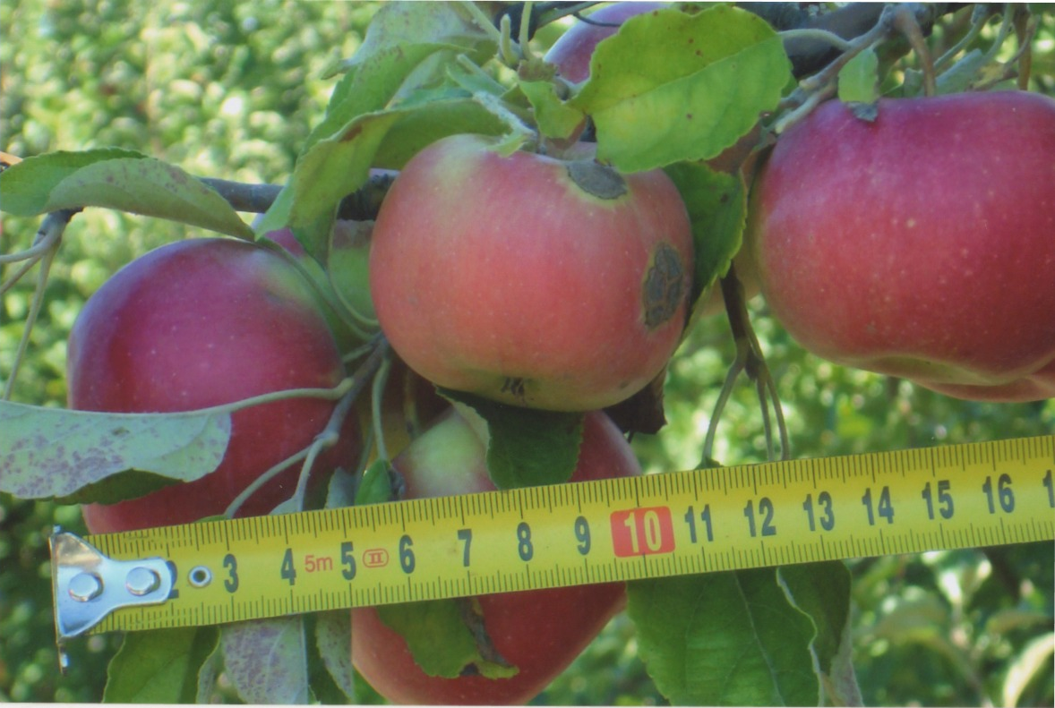 Методика проведения оценки качества яблок