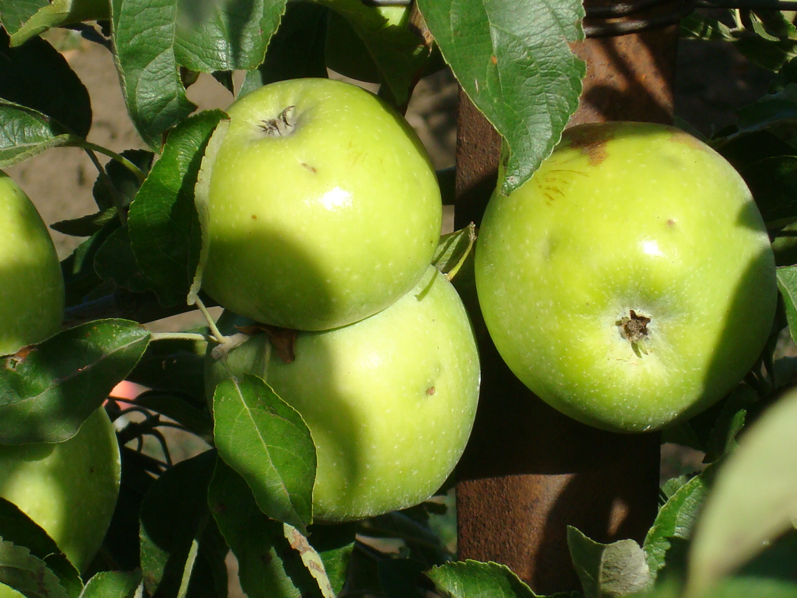Методика проведения оценки качества яблок