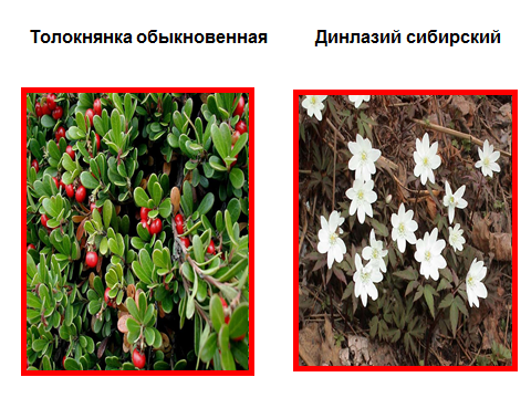 Конспект урока Охраняемые растения Самарской области