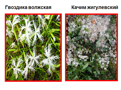 Конспект урока Охраняемые растения Самарской области