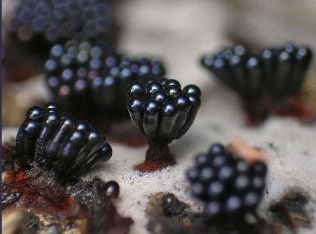 Исследовательский проект Можно ли вырастить грибы в домашних условиях