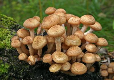 Исследовательский проект Можно ли вырастить грибы в домашних условиях