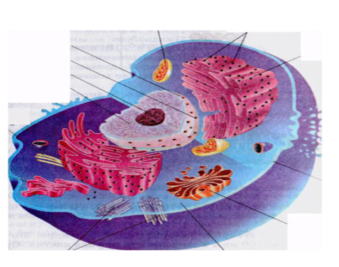 Конспект урока по биологии «Строение клетки»