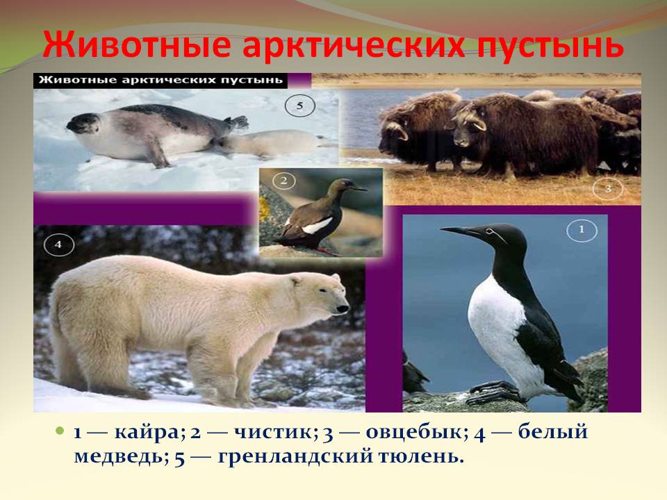 Всероссийский урок на тему: Арктика - фасад России.