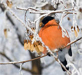 Cоциальный проект Помоги птицам зимой