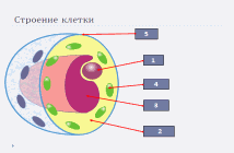 План урока Химический состав клетки