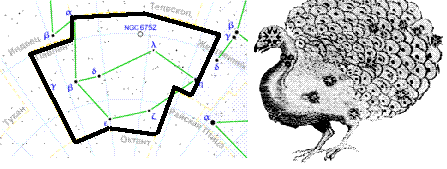 Созвездие павлин. Созвездие Павлин схема. Павлин Созвездие интересные факты.