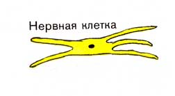 Тестовая работа по теме «Тип Кишечнополостные»