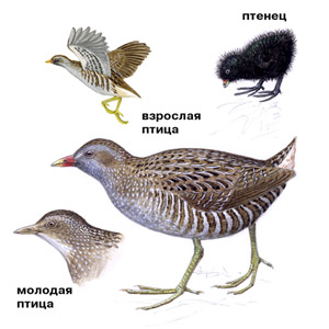 Научно-практическая работа по биологии «Видовой состав и экология охотничье – промысловых видов птиц Челябинской области»