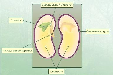 Тема урока СТРОЕНИЕ СЕМЯН”