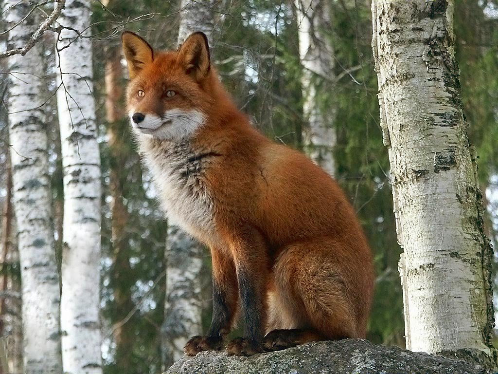 Праздник английского языка в первом классе.