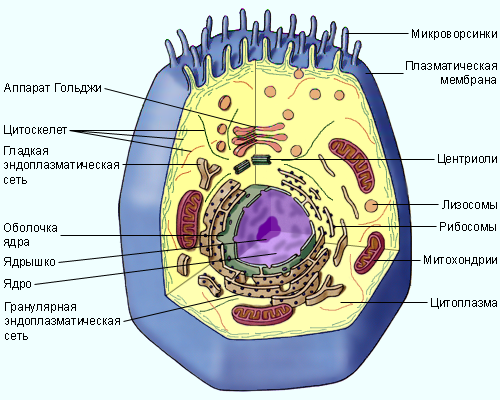 Клеточная теория. урок биологии