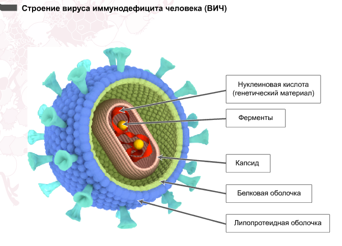 Открытый урок по биологии на тему Вирусы
