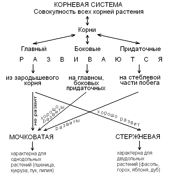 Конспекты уроков по биологии 6 класс к учебнику И.Н.Пономарева (1 час)