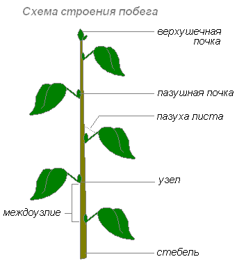 Конспекты уроков по биологии 6 класс к учебнику И.Н.Пономарева (1 час)