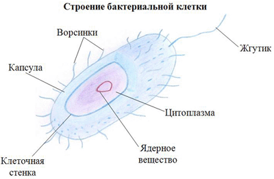 Конспекты уроков по биологии 6 класс к учебнику И.Н.Пономарева (1 час)