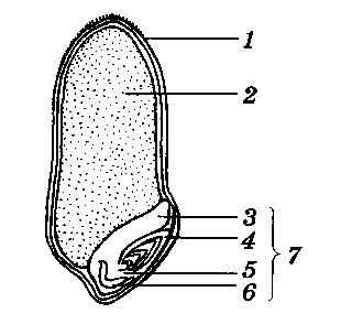 Рассмотрите рисунок семени какая структура обозначена на рисунке цифрой 1