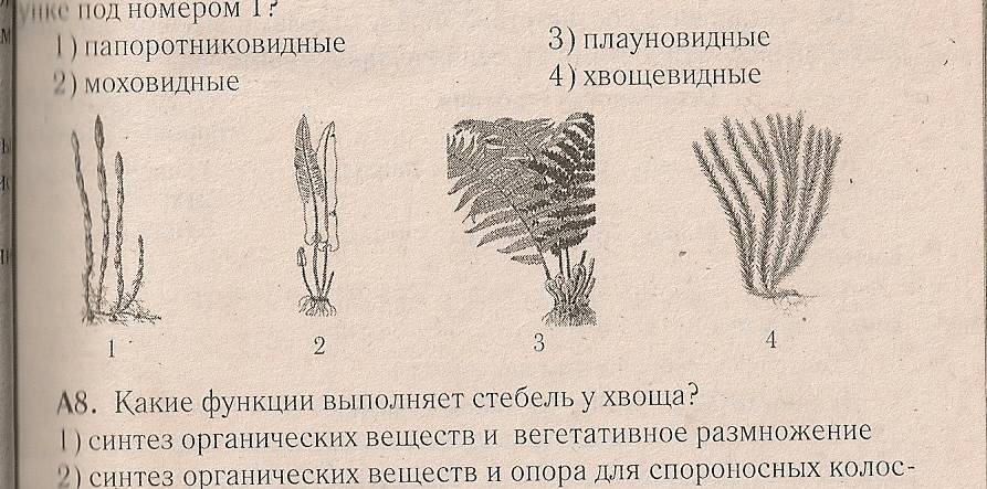 Контрольная работа по биологии на тему Споровые растения (7 класс)