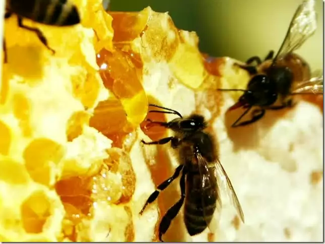 Исследовательская работа Как живут пчелы? Окружающий мир (1 класс)