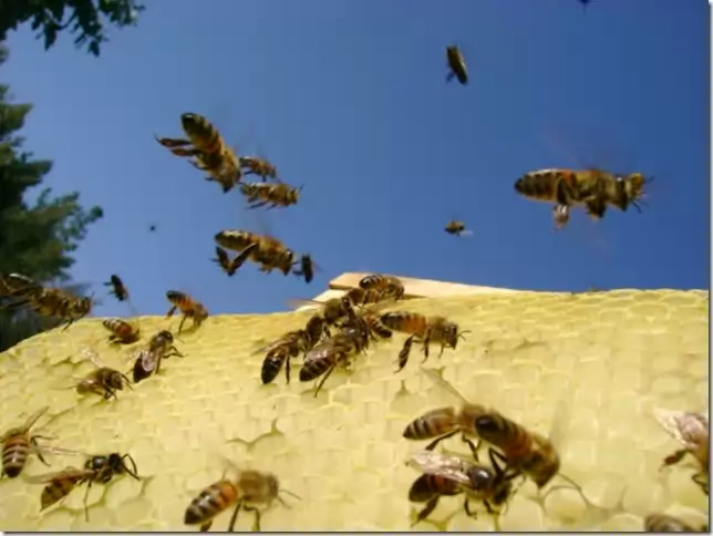 Исследовательская работа Как живут пчелы? Окружающий мир (1 класс)