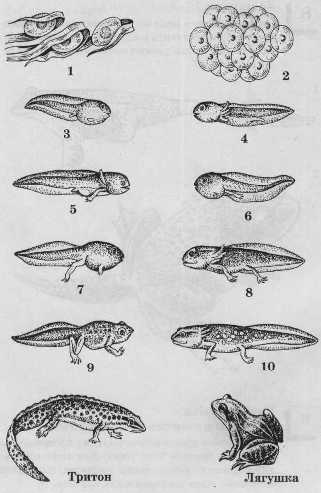 Развитие головастика земноводных. Головастики Тритона стадии развития. Цикл развития Тритона. Стадии развития лягушки от икринки. Тритон размножение.
