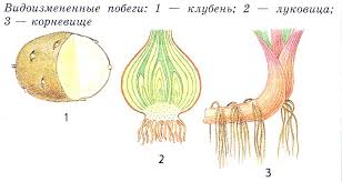 Методическая статья Применение компетентностно - ориентированных заданий при обучении биологии