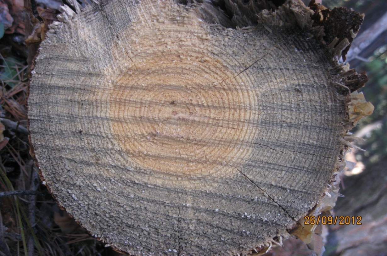 Заболонная гниль древесины фото с описанием