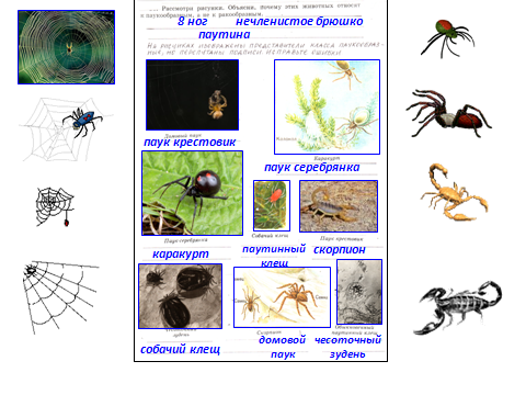 Интерактивный слайд по теме Класс паукообразные 7 класс