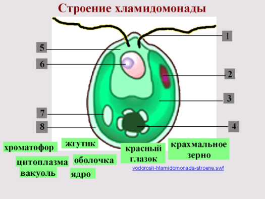 Конспект урока по биологии Отделы водорослей. Общая характеристика одноклеточных и многоклеточных водорослей (6 класс).