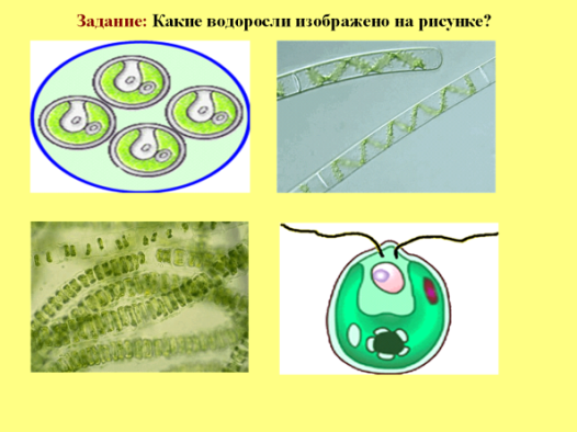 Выбери картинки на которых изображены водоросли