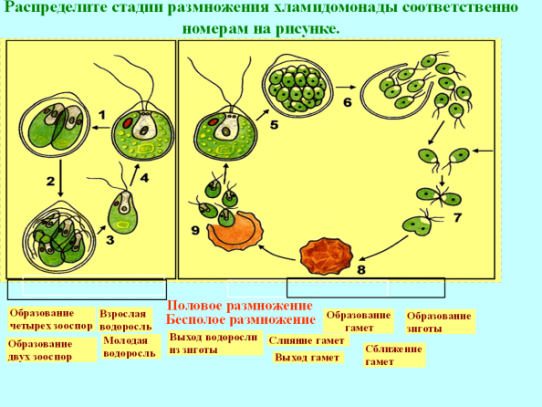 Конспект урока по биологии Отделы водорослей. Общая характеристика одноклеточных и многоклеточных водорослей (6 класс).