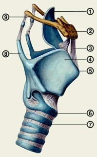 Практическая работа: Строение гортани