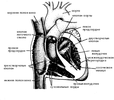 Урок по биологии в 8 классе по теме: Строение и работа сердца