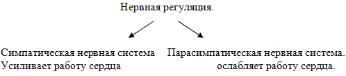 Урок по биологии в 8 классе по теме: Строение и работа сердца