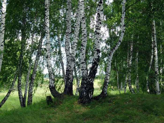 Урок «Природные зоны Северной америки»