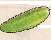 6-сыныпта биология пәнінен Жемістер тақырыбына ашық сабақ жоспары