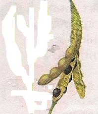 6-сыныпта биология пәнінен Жемістер тақырыбына ашық сабақ жоспары