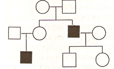 Карточки Генетические задачи по родословным (11 класс)