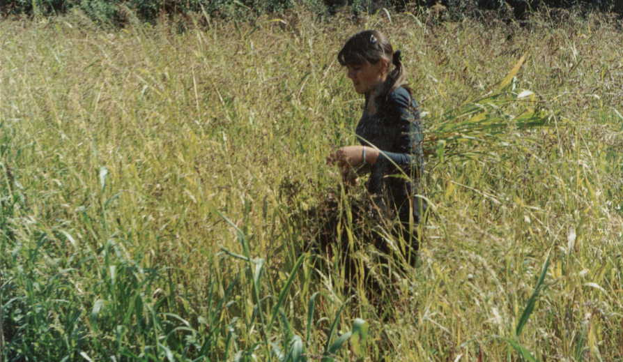 Разработка занятия научного общества учащихся Родничок на тему: Изучение истории возделывания зерновой культуры пшеницы