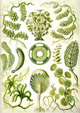 Зеленые водоросли (для диссертации)