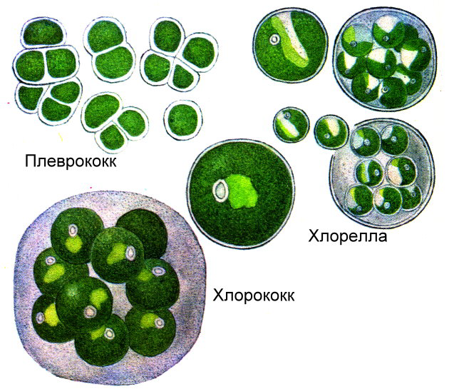 Зеленые водоросли (для диссертации)