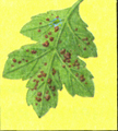 Методическое пособие для лабораторных работ на тему «Вредители и болезни цветочных растений»