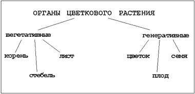 Урок -исследование «Цветок. Разнообразие строения цветка»