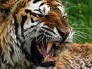 Исследовательская работа на тему:Почему исчезают амурские тигры