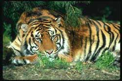 Исследовательская работа на тему:Почему исчезают амурские тигры